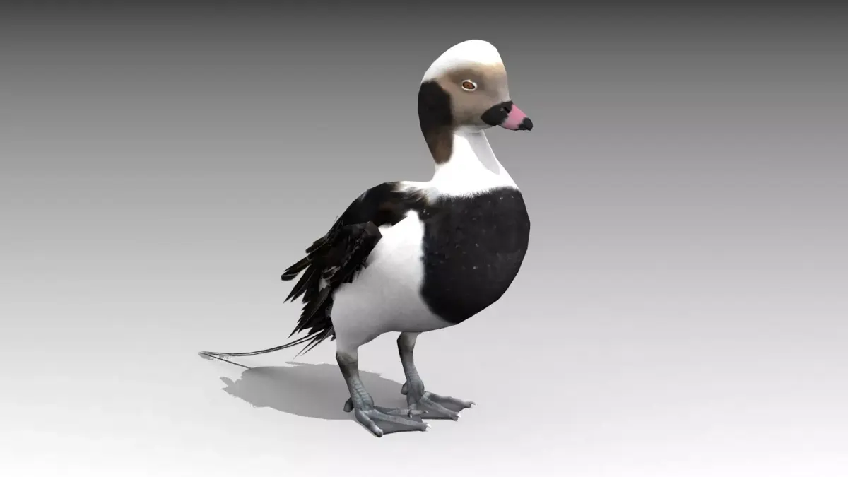 Long-tailed Duck Low-poly 3D model
