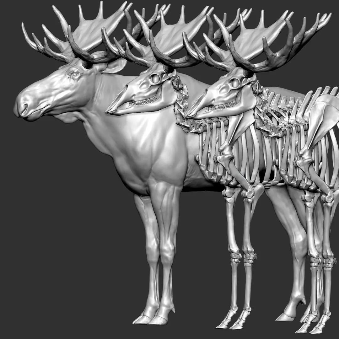 Moose Textured VFX MUSCLE SIMULATION 3D model
