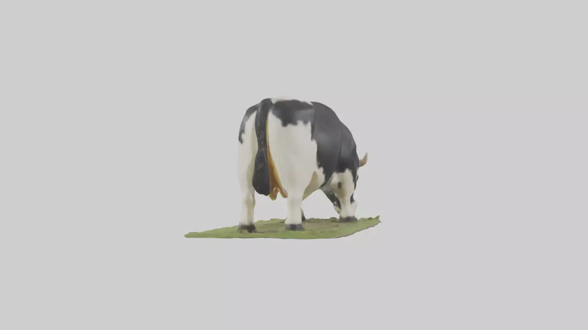 Galloway Cow grazing model 3D model