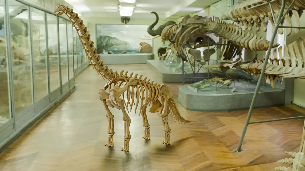 Realistic Ancient Reptilians Fossil - Brachiosaurus Low-poly 3D model