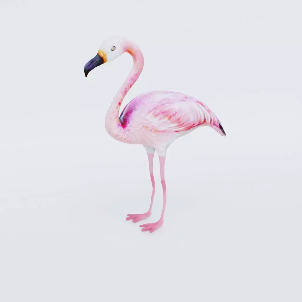Flamingo Free 3D model