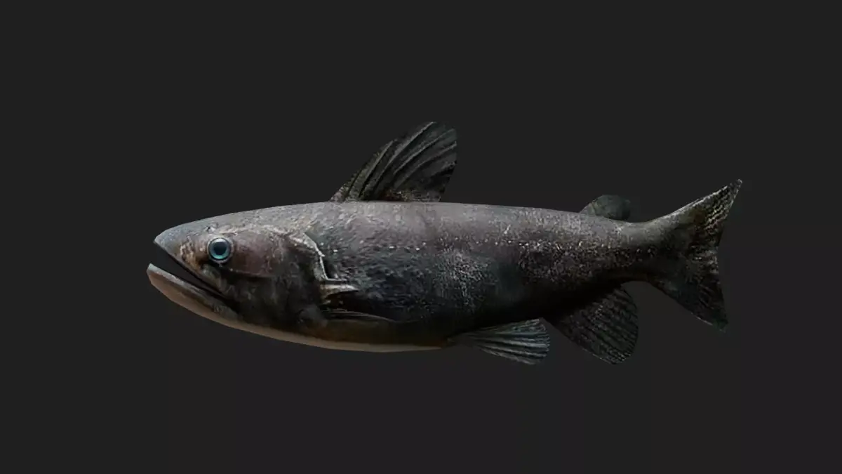 Catfish Low-poly 3D model order