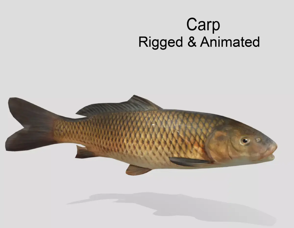 Carp Realistic Animated Low-poly 3D model
