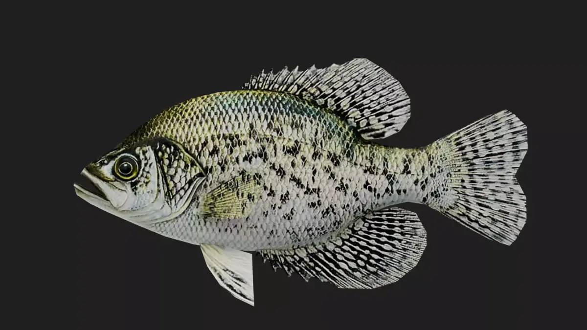 Panfish Low-poly 3D model buy