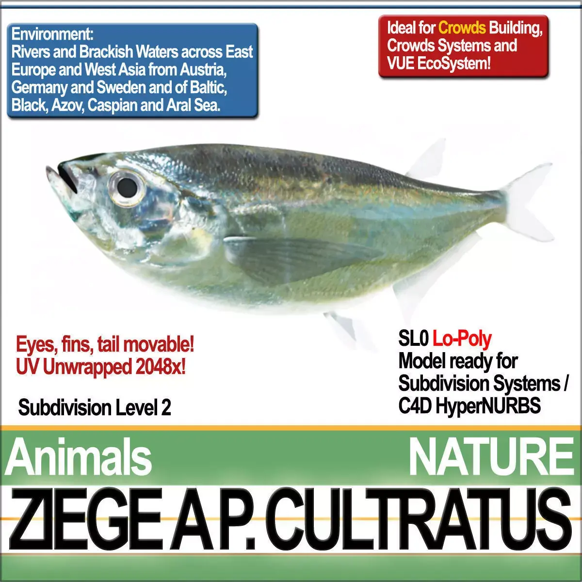 Ziege A animals ap cultivatus 3D model