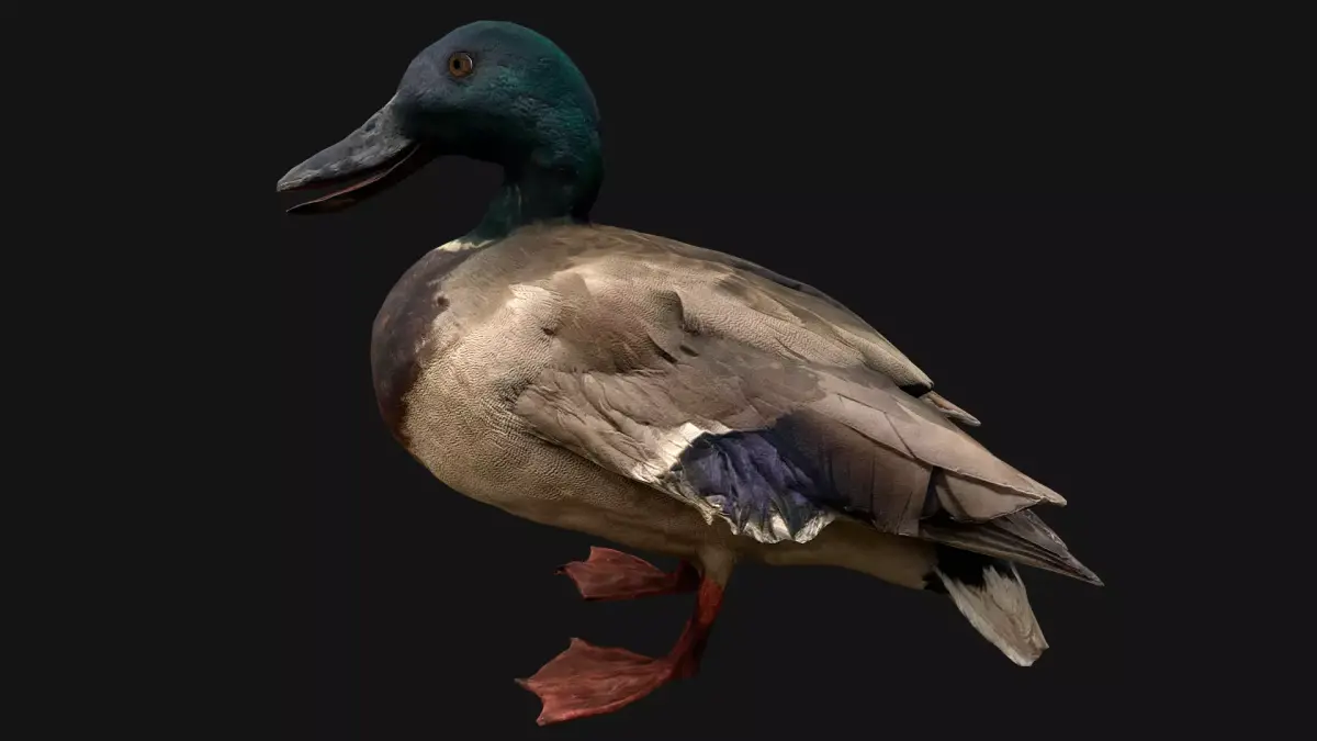 Mallard Duck Bird Low-poly 3D model