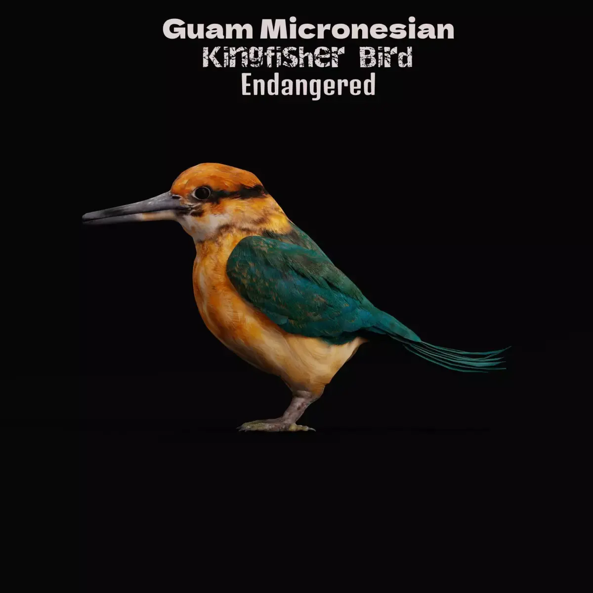 Guam Micronesian Kingfisher Wild Bird 3D model