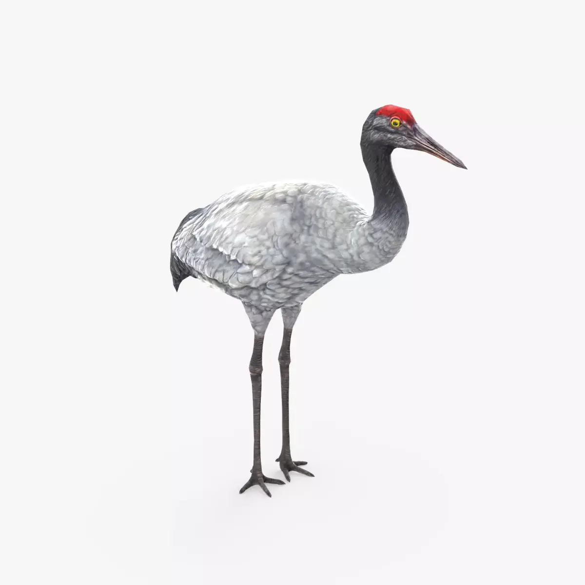 Crane Bird Low Poly  Low-poly 3D model