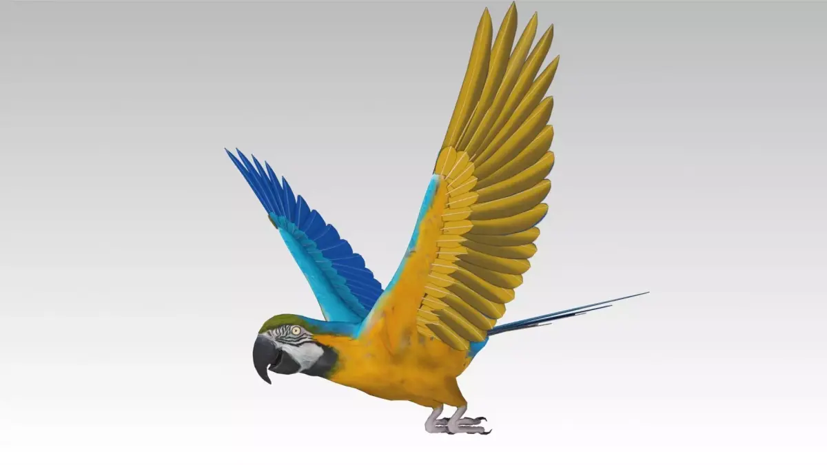 Blue and Yellow Macaw Low-poly 3D model