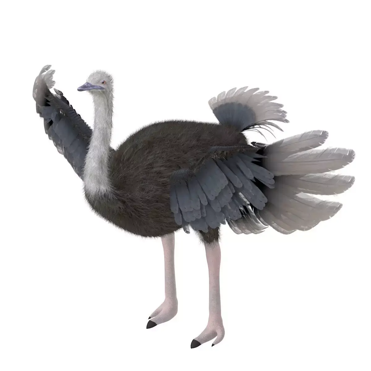 Ostrich bird rigged 3d model Low-poly 3D model