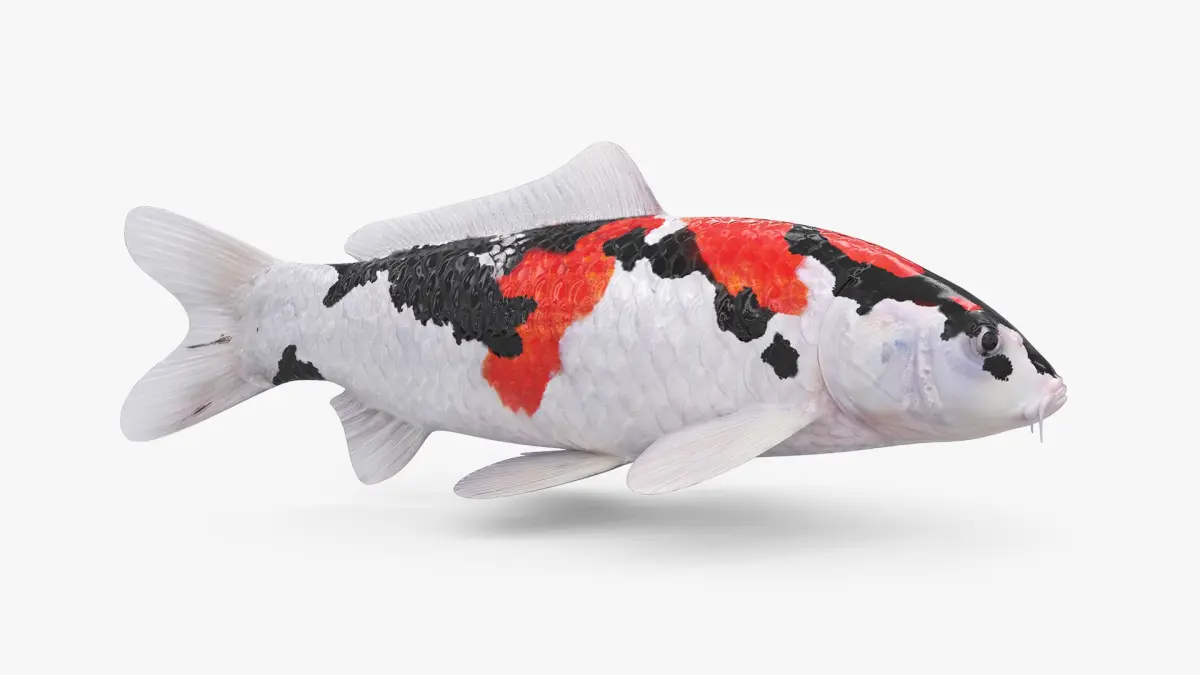 3D Koi fish 5 Animated 3D model