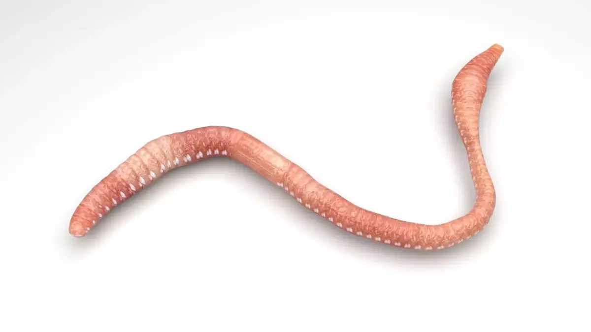 Earthworm 3D model 3