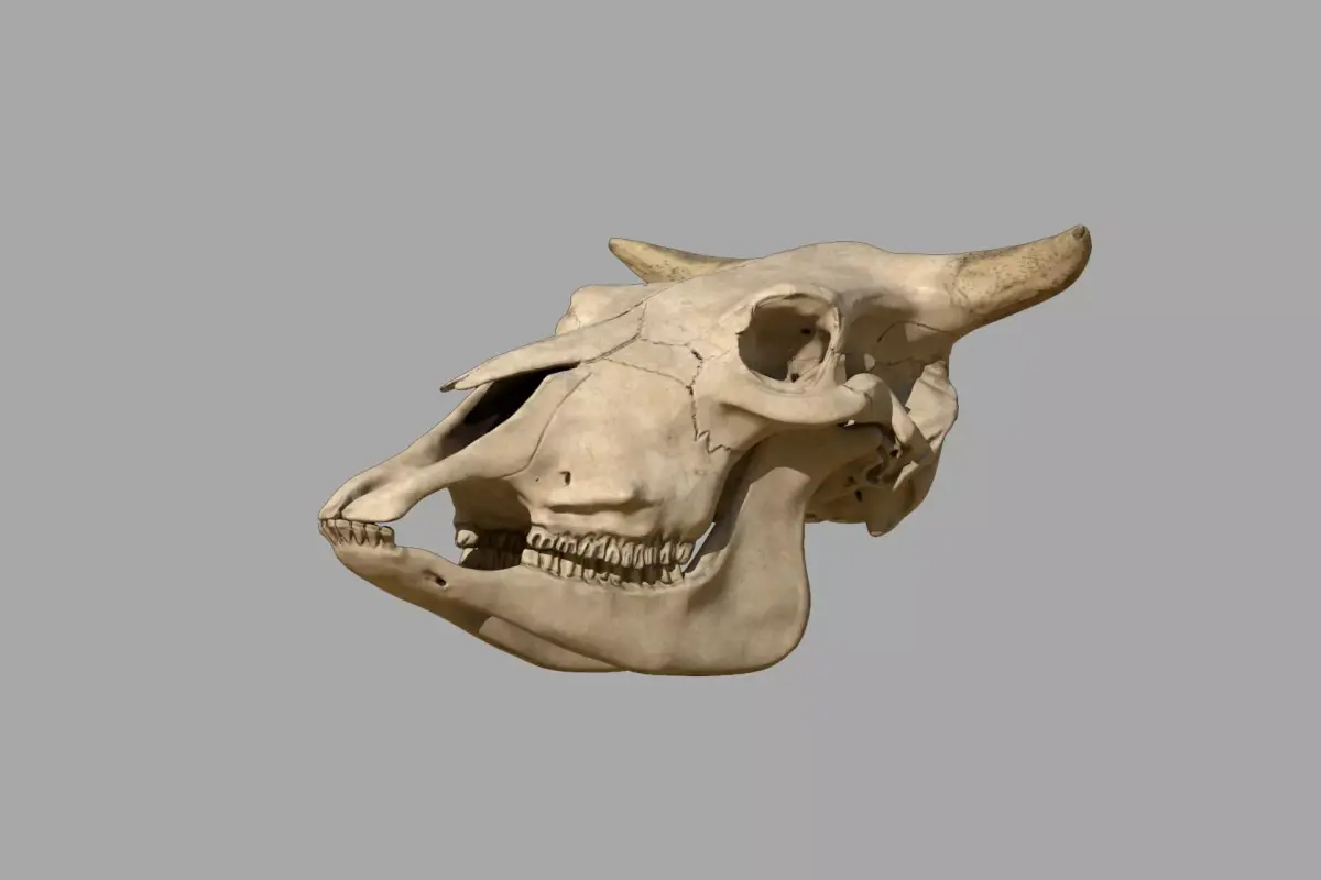 Cattle Skull 3D model