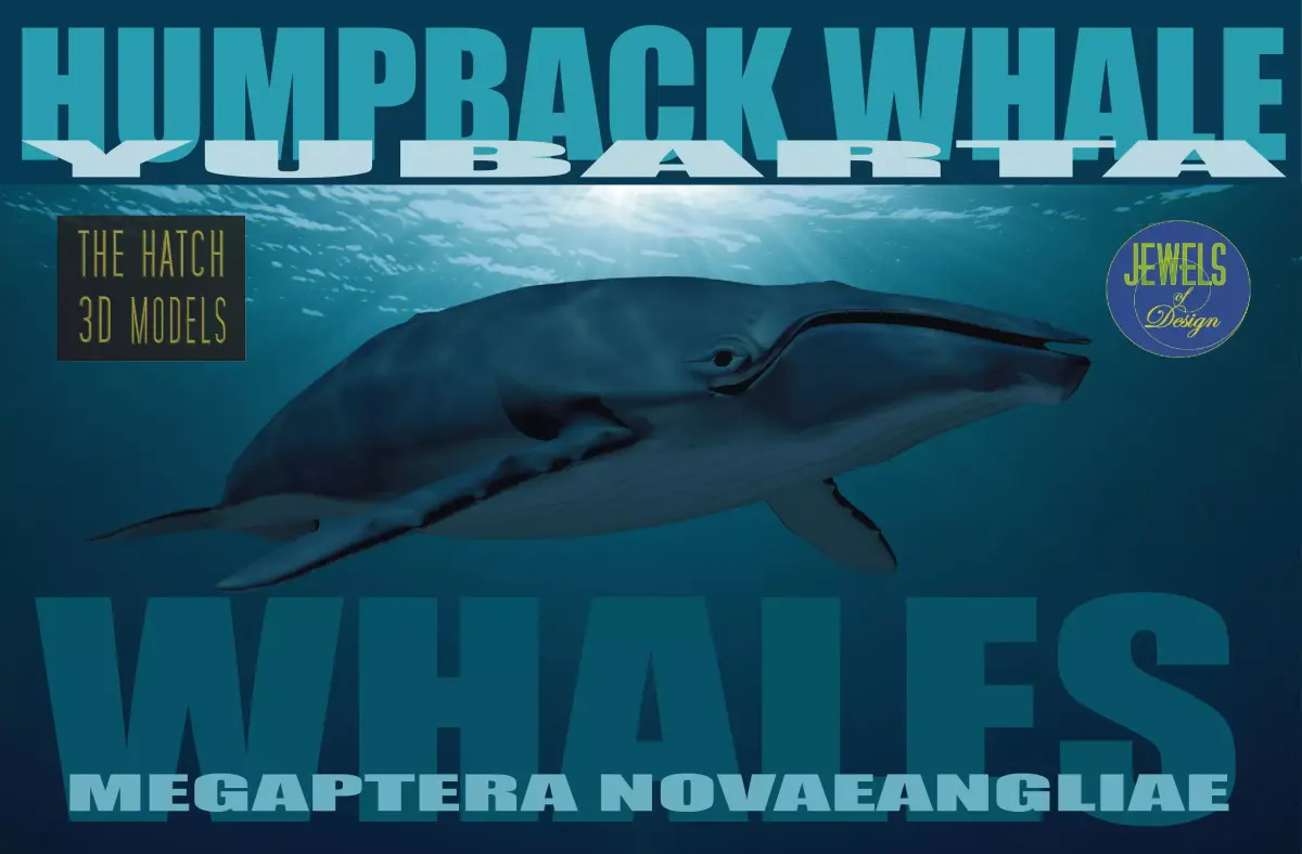 Humpback Whale 3D model order