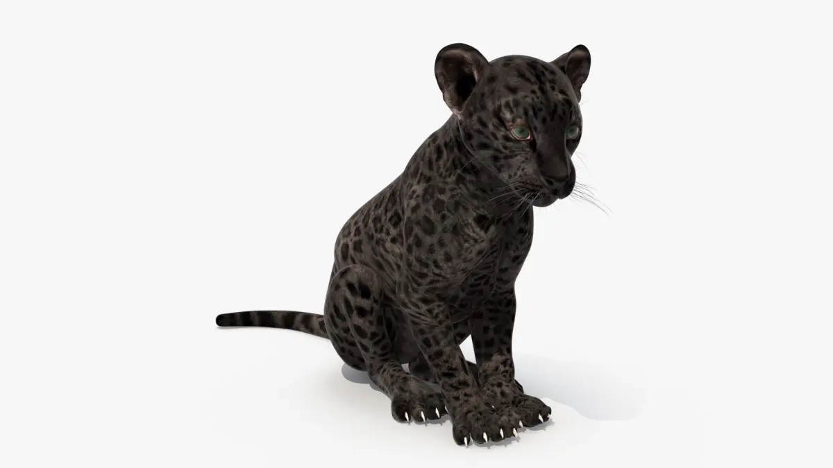 Black Leopard Cub Sitting Pose 3D model