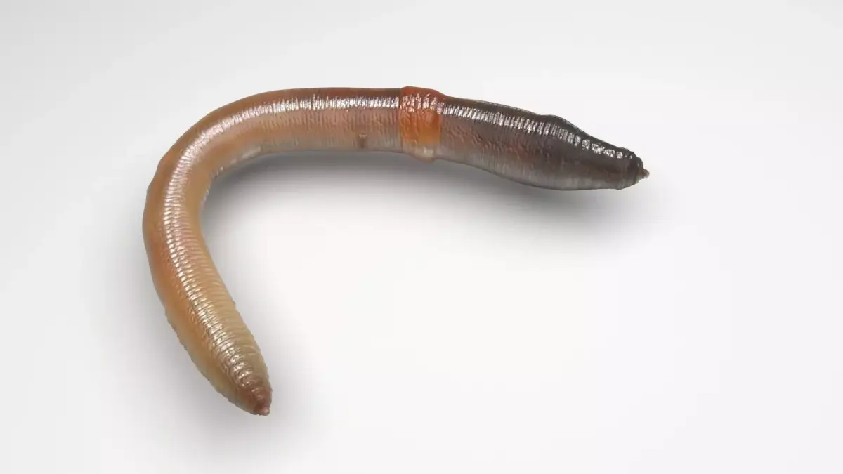 Earthworm 3D model order
