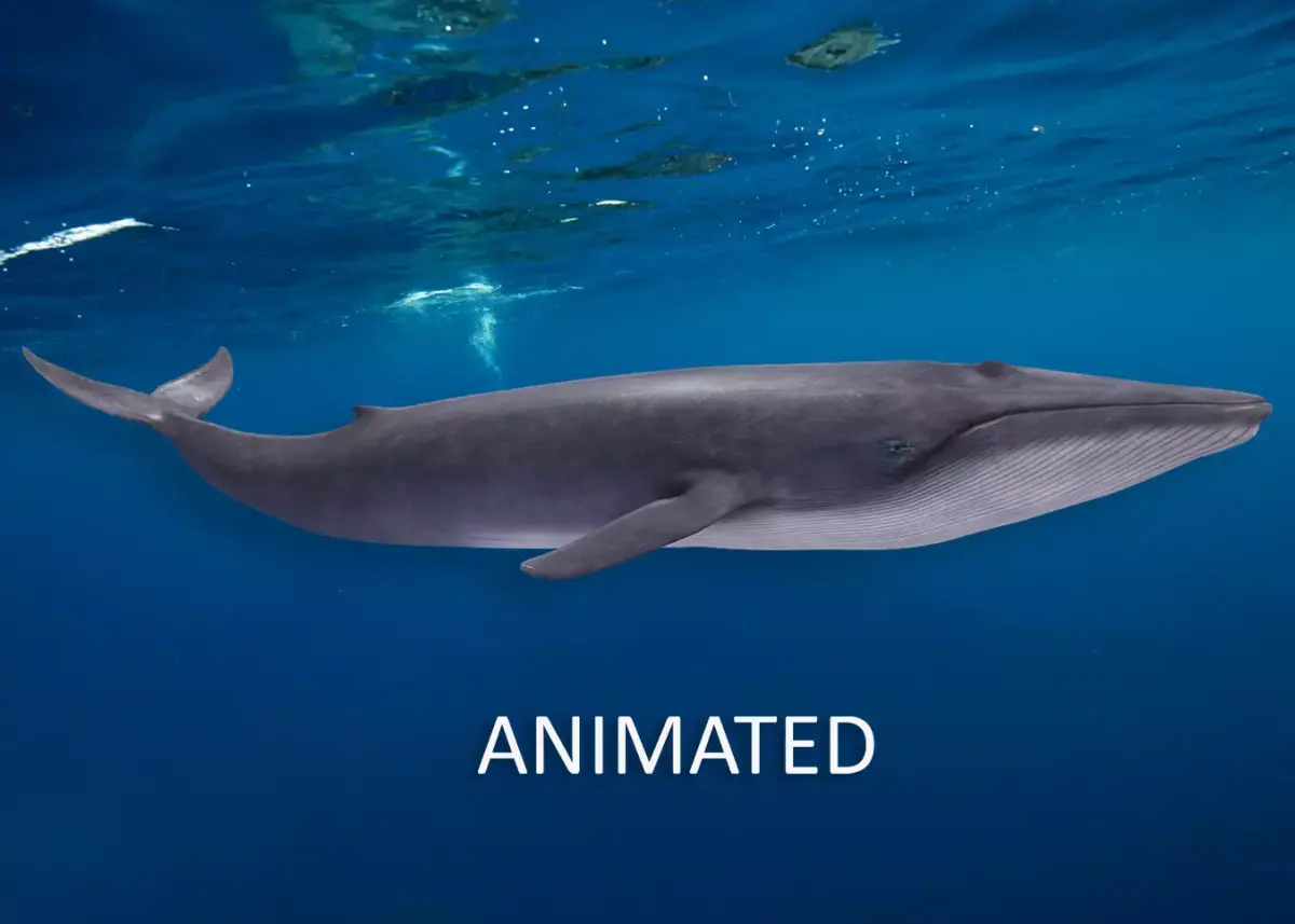 Realistic Blue Whale Low-poly 3D model