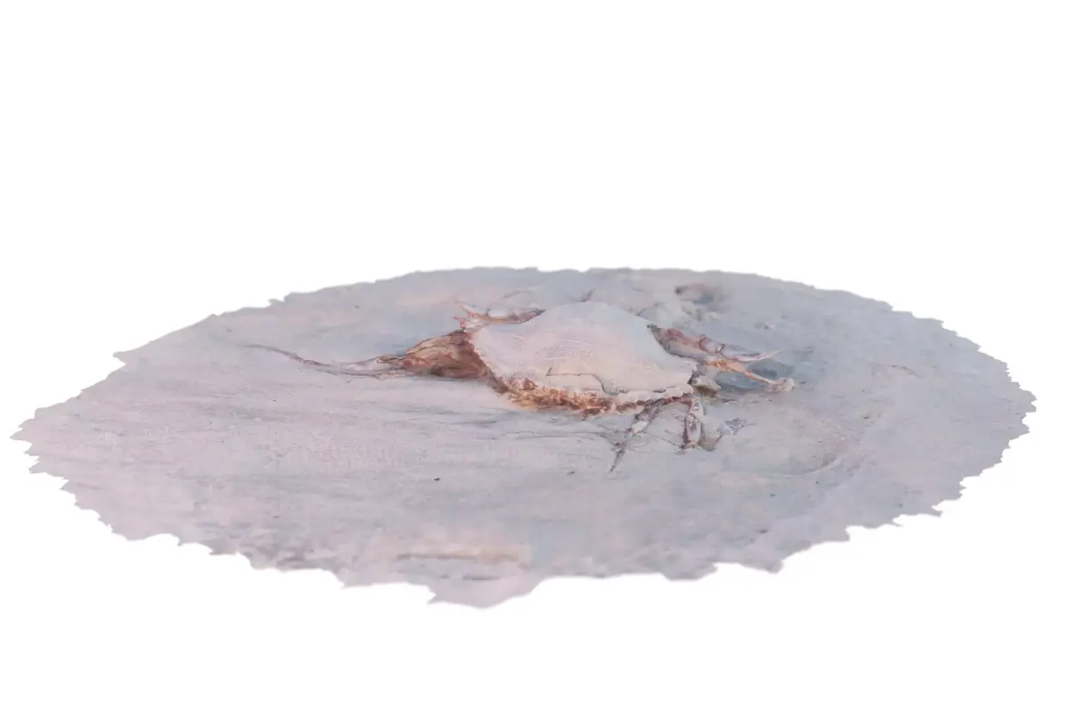 3d photogrammetrized crab model Free 3D model
