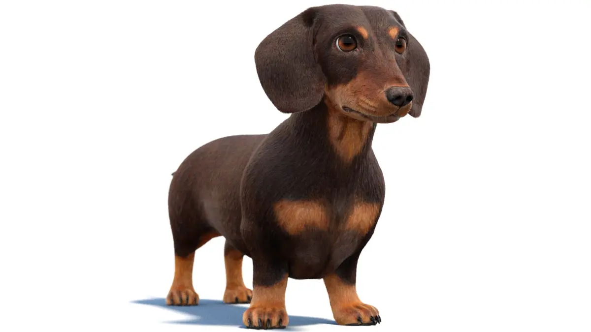 Dachshund 3D Model Fur 3D model