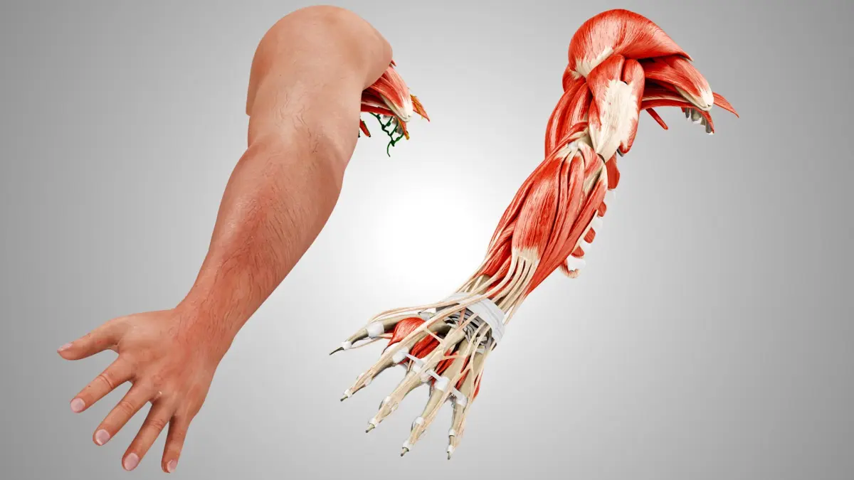 Complete Human Arm Anatomy 3D model