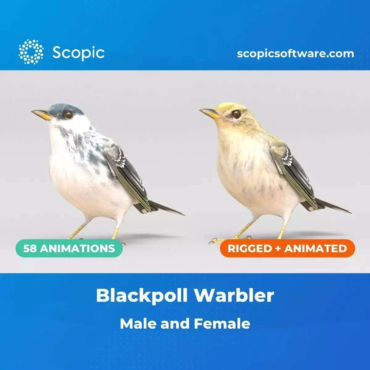 3D Bird Pack Blackpoll Warbler Male and Female Low-poly 3D model