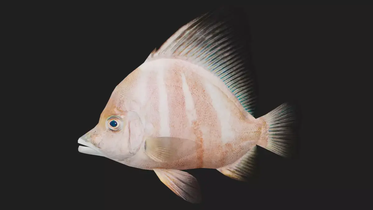 Snapper Low-poly 3D model 13
