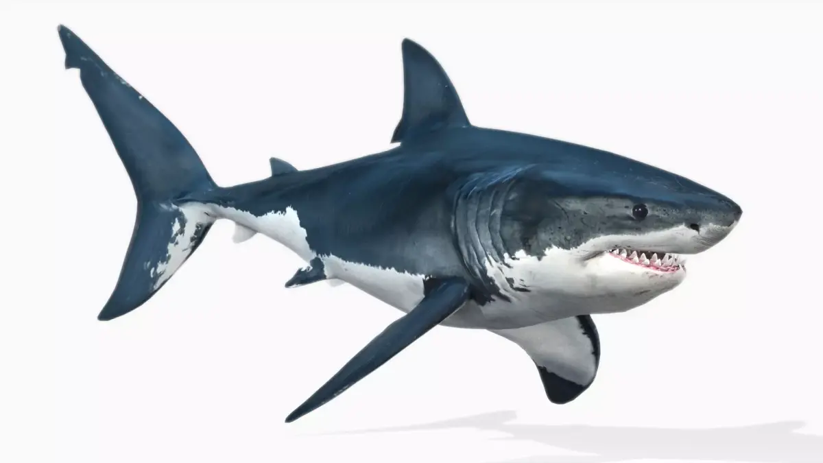 Great White Shark Low-poly 3D model 14