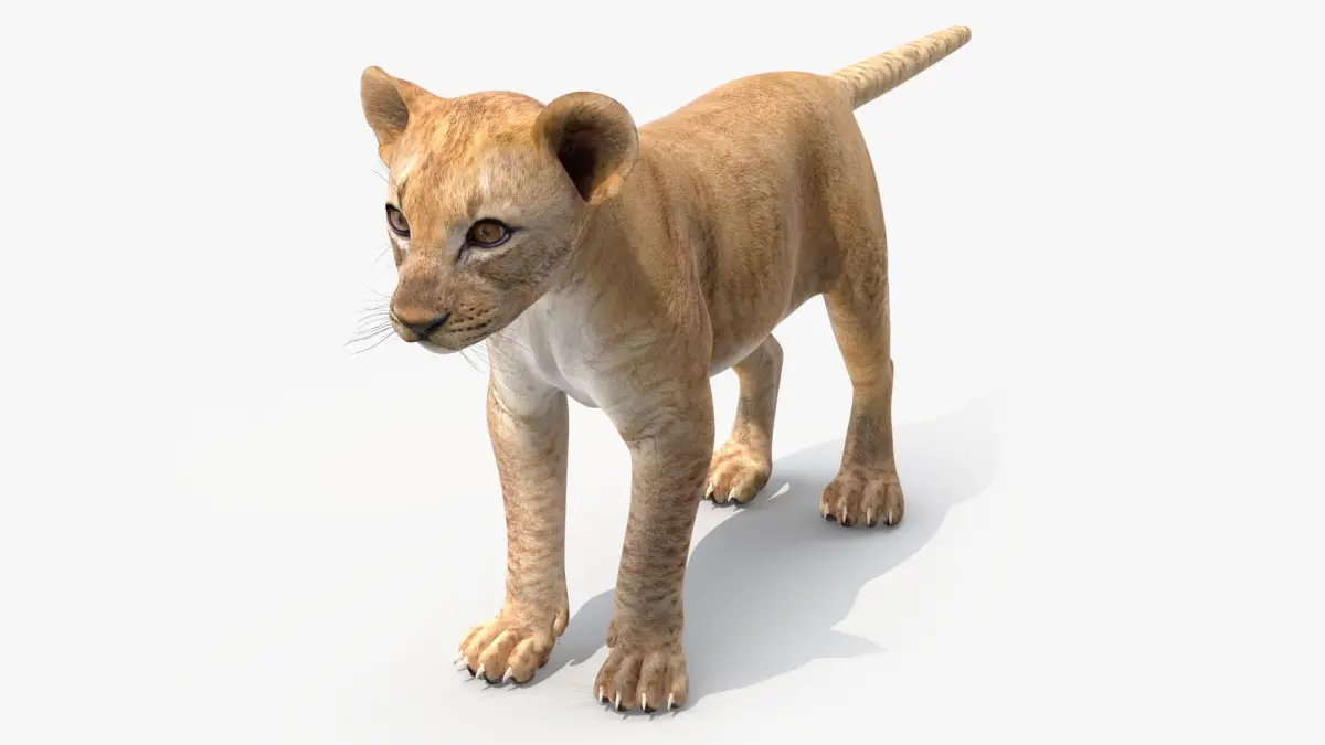 Lion Cub 3D model purchase