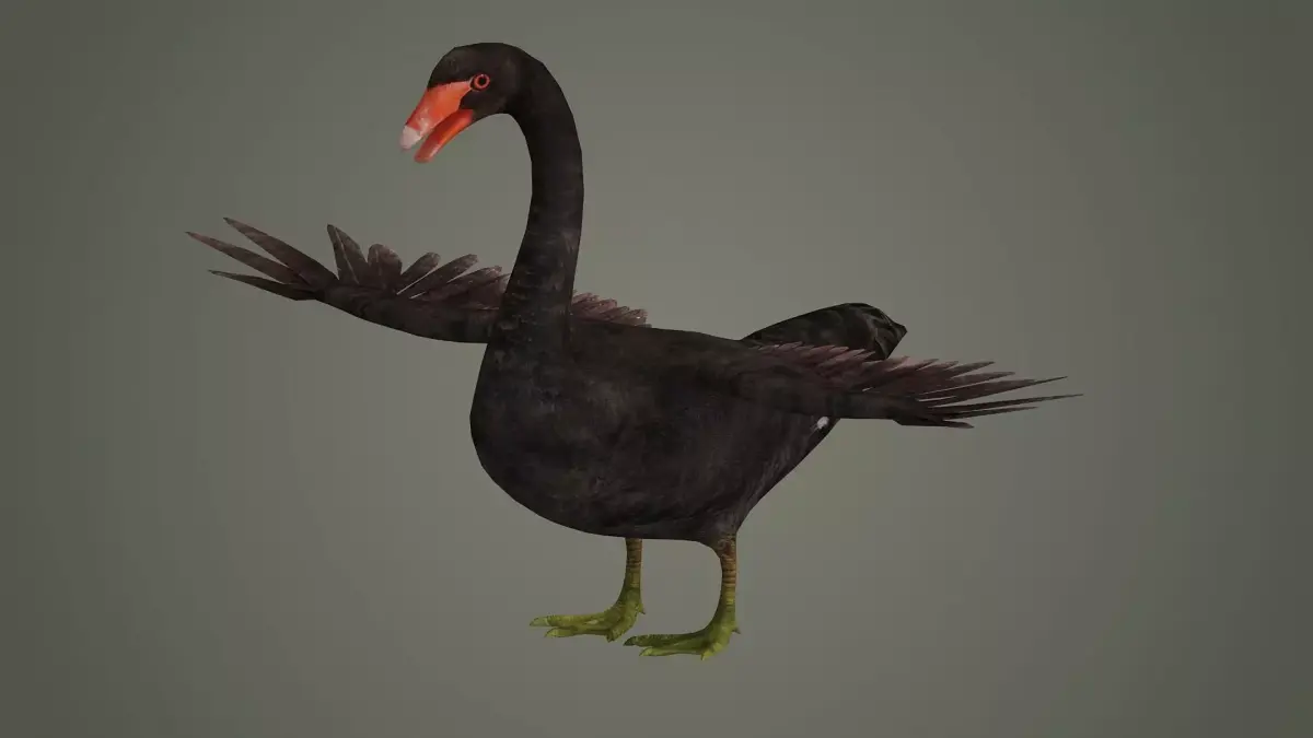 swan bird animal fly feather wing beak american north  3D model