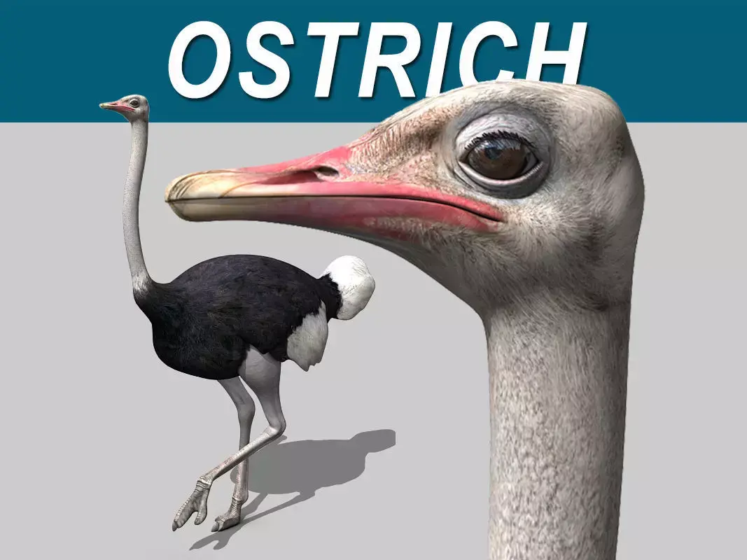 Ostrich 3D model get