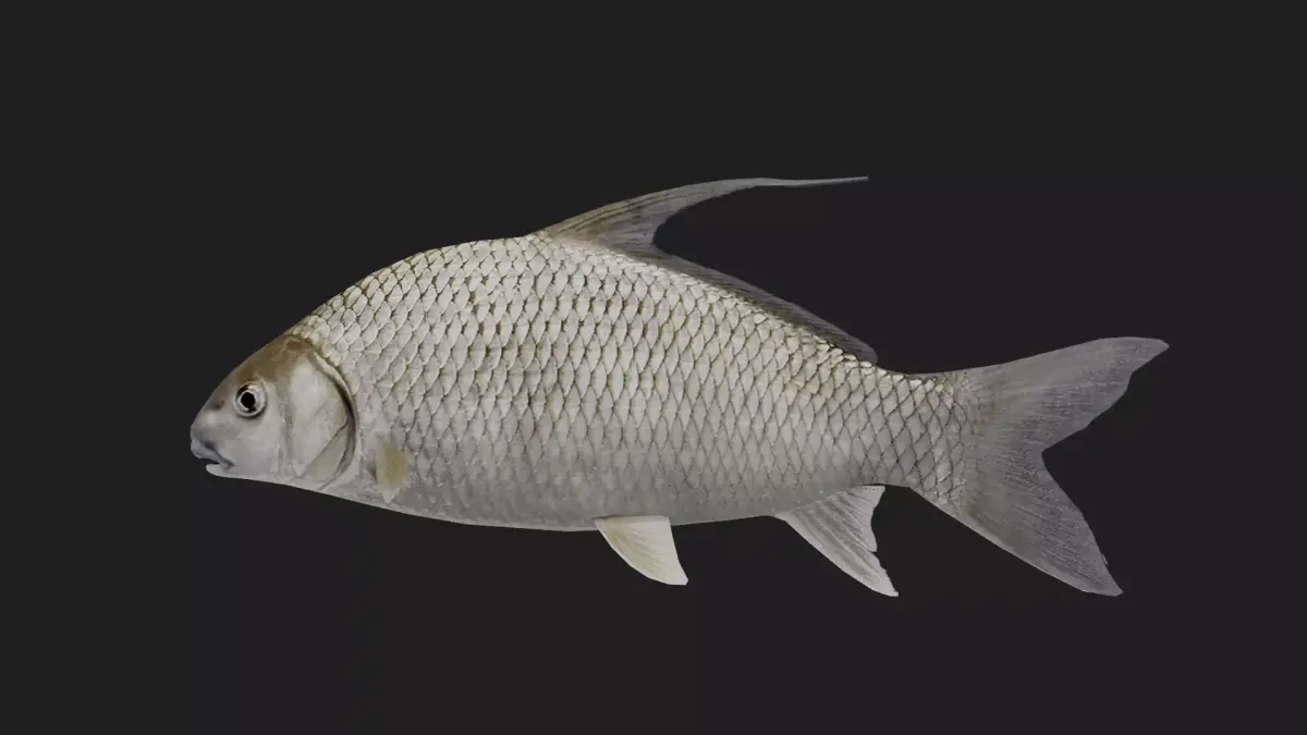 Carp fish Low-poly 3D model 6