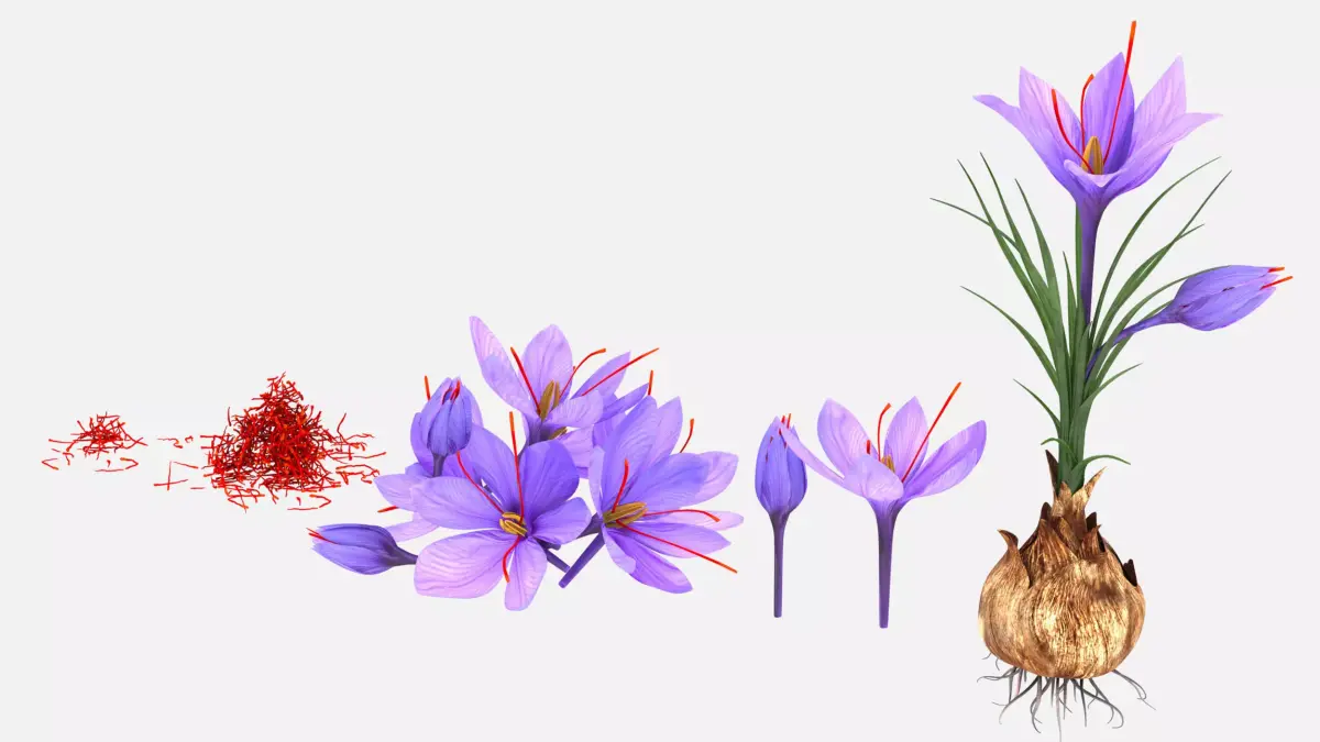 Plant Parts of Crocus with Saffron Low-poly 3D model