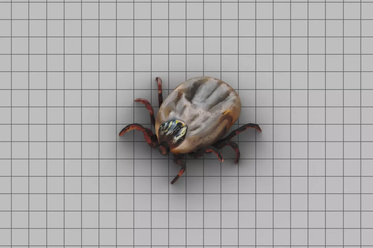 Big Tick Low-poly 3D model