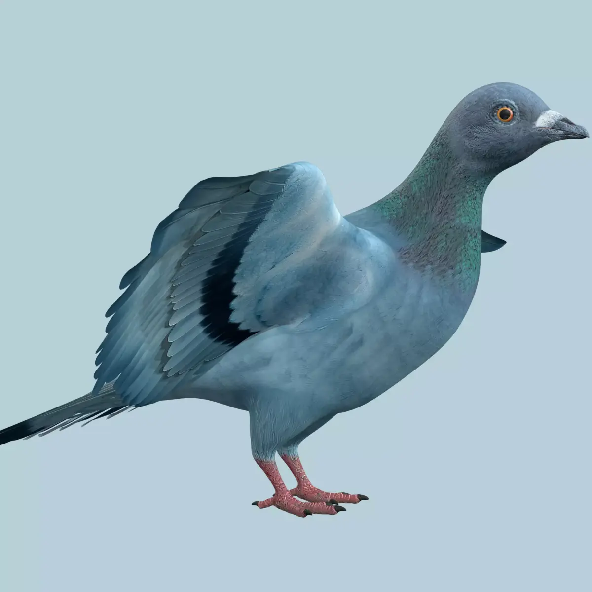 Pigeon Low-poly 3D model shop
