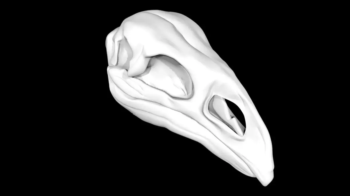Moa skull Low-poly 3D model