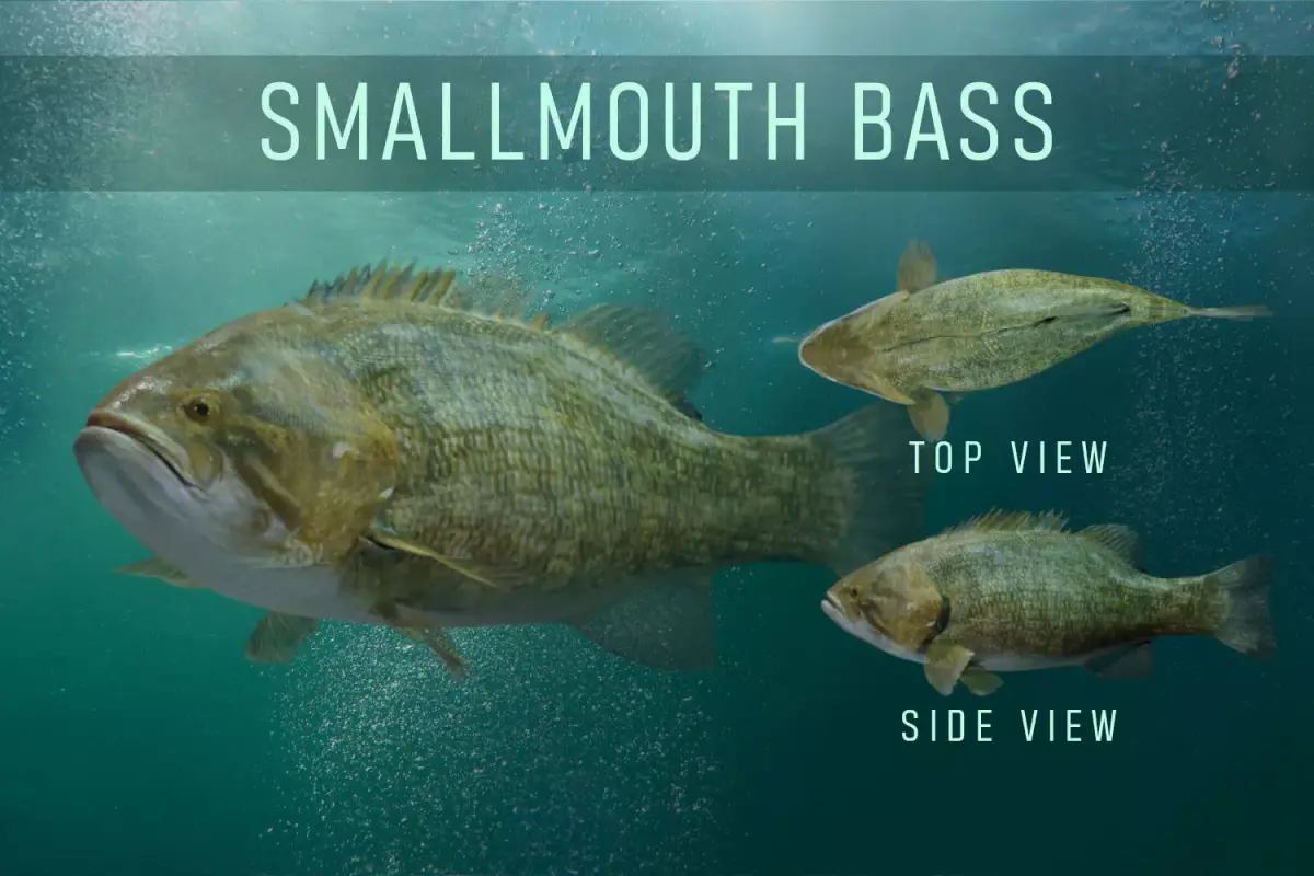 Smallmouth Bass Low-poly 3D model