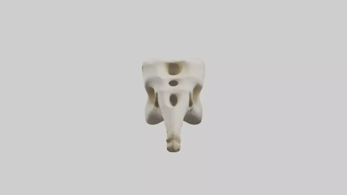 Giraffe Vertebrae Low-poly 3D model