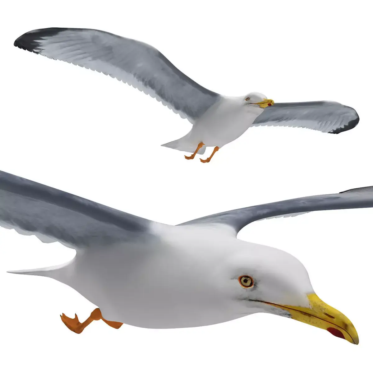 Gull flying 3D model