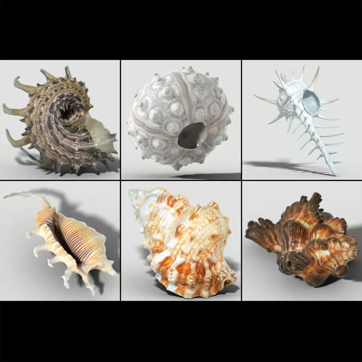 6 Sea Shell Collection Photorealistic Low-poly 3D model