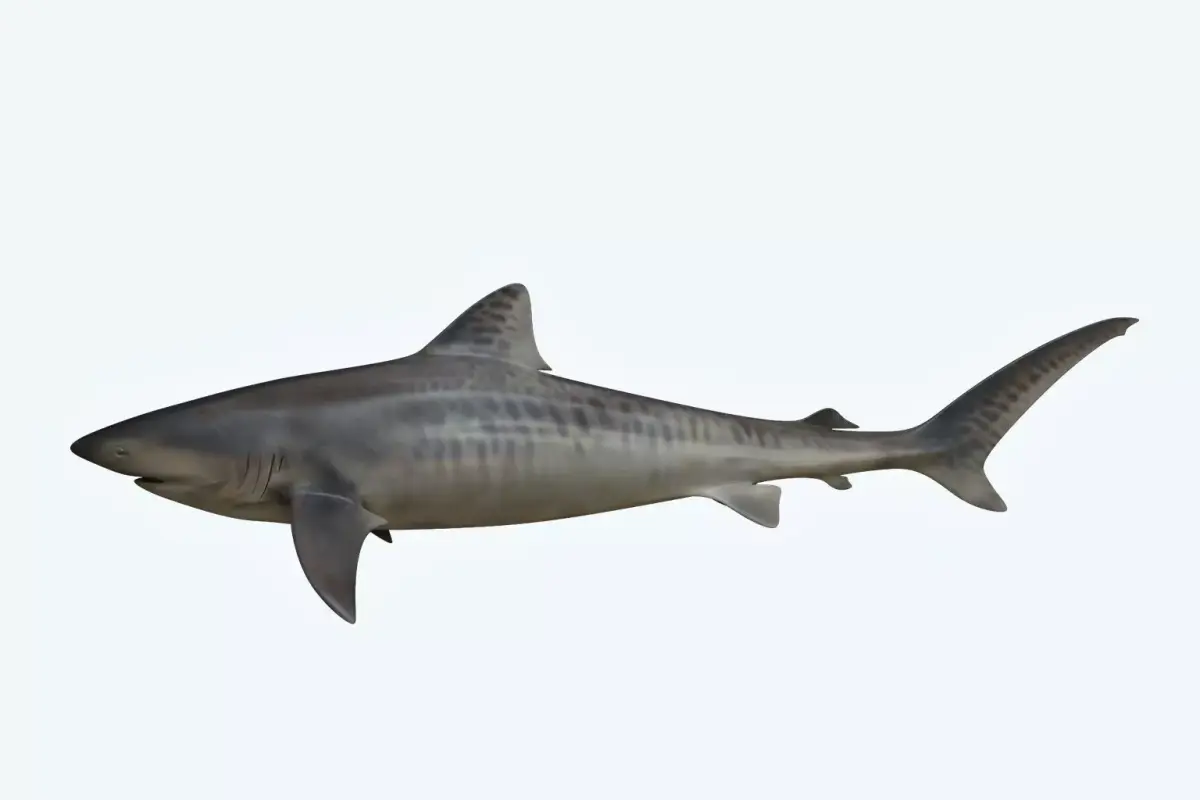 Tiger Shark 3D model