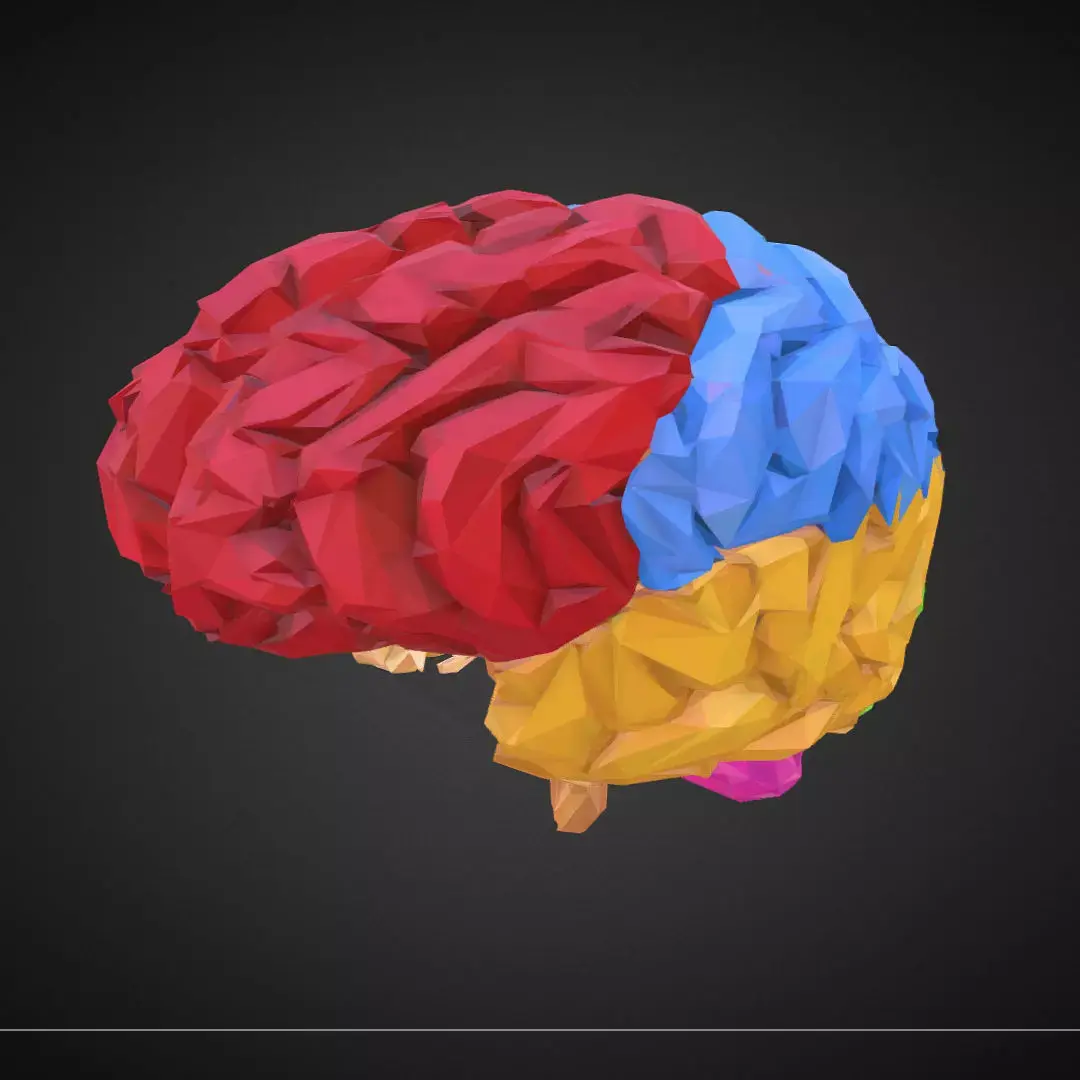 Brain Color Low Polygon Art Medical Low-poly 3D model