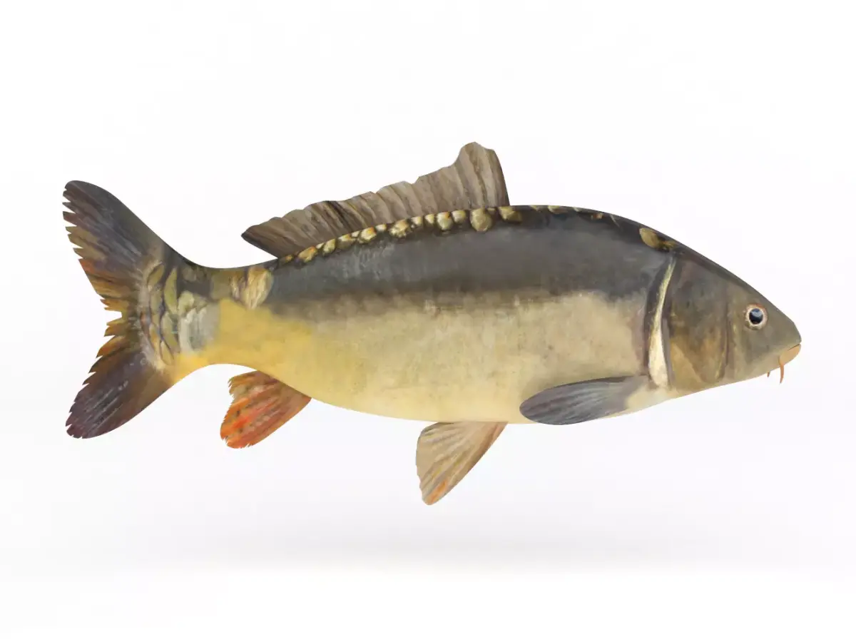 Carp Fish 3D model order