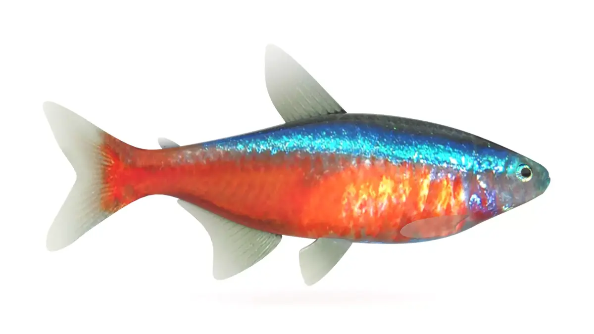Neon Tetra Fish 3D model purchase