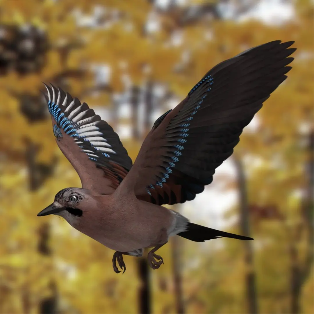 Garrulus Glandarius 'Eurasian Jay' 3D model