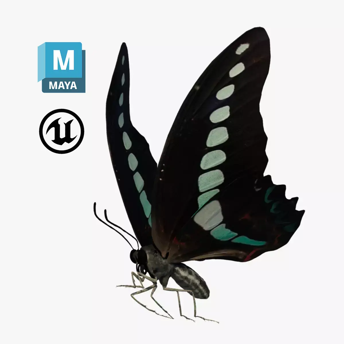 Butterfly Graphium Sarpedon 3D model