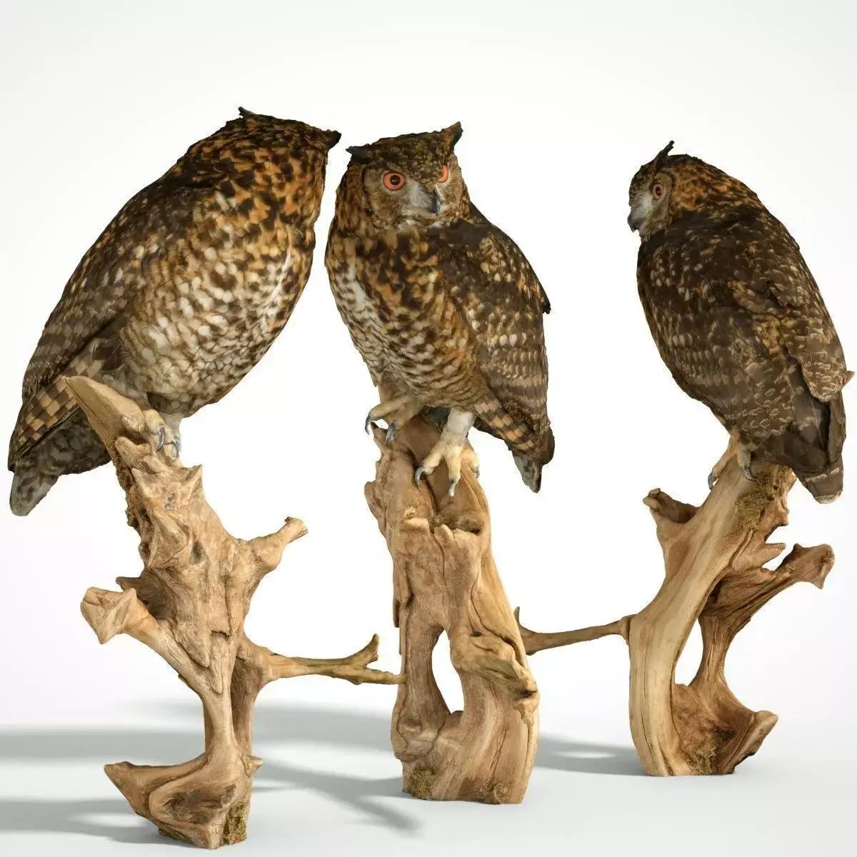 Bubo Capensis Owl Low-poly 3D model