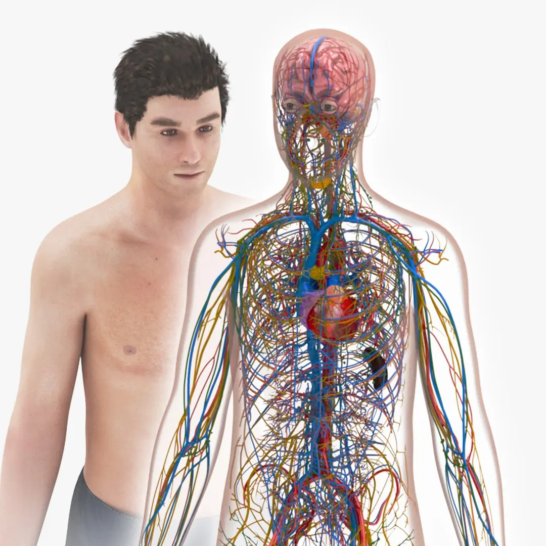 Cardiovascular lymphatic nervous System 3D model