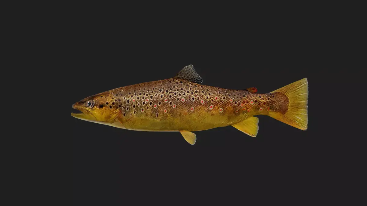 BrownTrout Low-poly 3D model