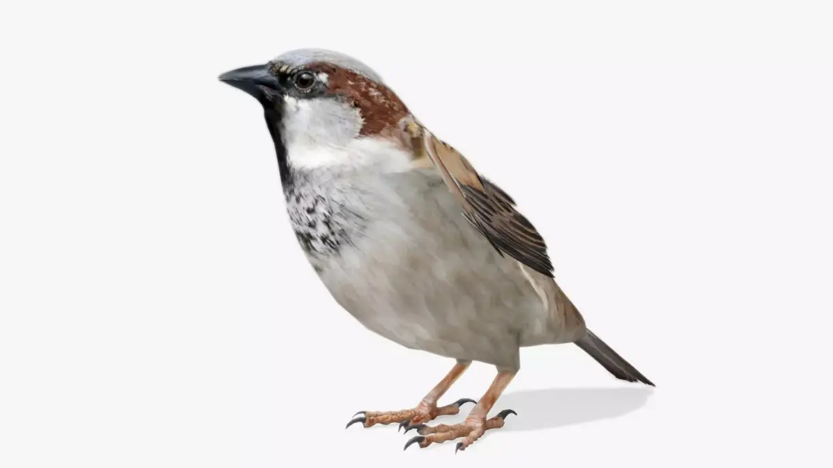 Sparrow flying in air Low-poly 3D model