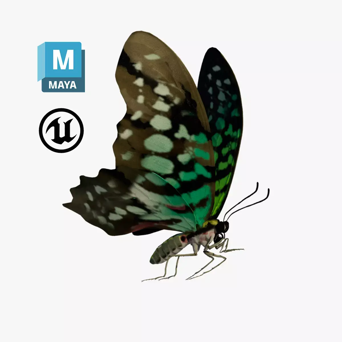 Butterfly Tayled Jay - Graphium 3D model